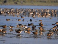 Migratory birds are seen at the Pobitora Wildlife Sanctuary in Morigaon District, Assam, India, on December 15, 2024. (