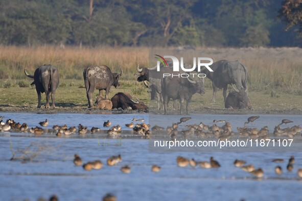 A herd of wild buffalo grazes at the Pobitora Wildlife Sanctuary in Morigaon district, Assam, India, on December 15, 2024. 