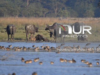 A herd of wild buffalo grazes at the Pobitora Wildlife Sanctuary in Morigaon district, Assam, India, on December 15, 2024. (