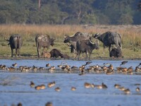 A herd of wild buffalo grazes at the Pobitora Wildlife Sanctuary in Morigaon district, Assam, India, on December 15, 2024. (