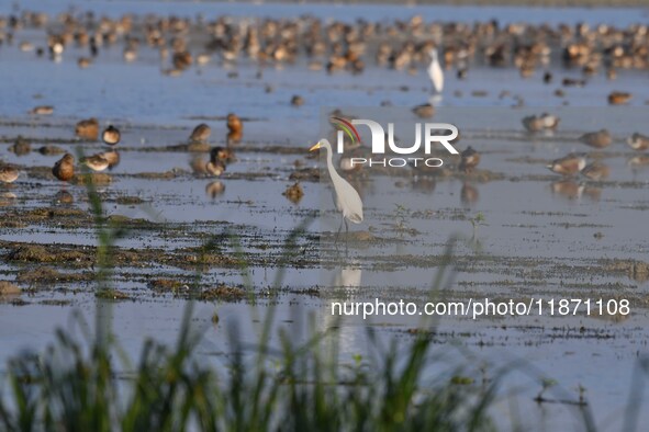 Migratory birds are seen at the Pobitora Wildlife Sanctuary in Morigaon District, Assam, India, on December 15, 2024. 