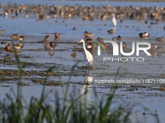 Migratory birds are seen at the Pobitora Wildlife Sanctuary in Morigaon District, Assam, India, on December 15, 2024. (