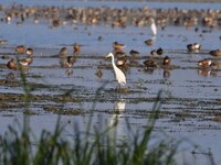 Migratory birds are seen at the Pobitora Wildlife Sanctuary in Morigaon District, Assam, India, on December 15, 2024. (