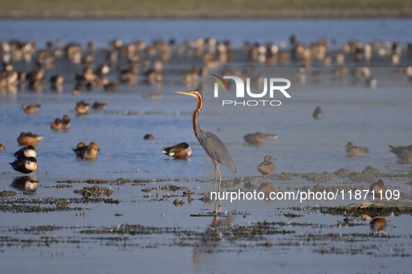 Migratory birds are seen at the Pobitora Wildlife Sanctuary in Morigaon District, Assam, India, on December 15, 2024. 