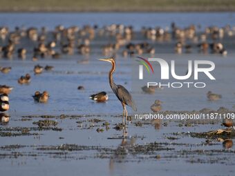 Migratory birds are seen at the Pobitora Wildlife Sanctuary in Morigaon District, Assam, India, on December 15, 2024. (