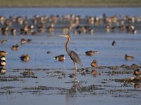 Migratory birds are seen at the Pobitora Wildlife Sanctuary in Morigaon District, Assam, India, on December 15, 2024. (