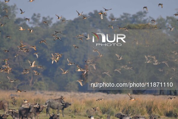 Migratory ducks fly over a wetland at the Pobitora Wildlife Sanctuary in Morigaon district, Assam, India, on December 15, 2024. 