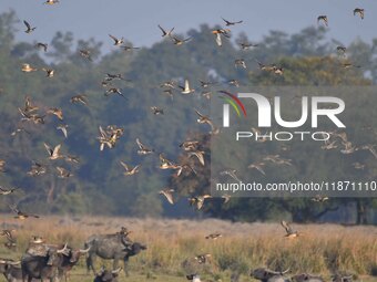 Migratory ducks fly over a wetland at the Pobitora Wildlife Sanctuary in Morigaon district, Assam, India, on December 15, 2024. (