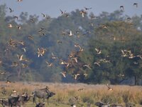 Migratory ducks fly over a wetland at the Pobitora Wildlife Sanctuary in Morigaon district, Assam, India, on December 15, 2024. (