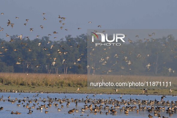 Migratory ducks fly over a wetland at the Pobitora Wildlife Sanctuary in Morigaon district, Assam, India, on December 15, 2024. 