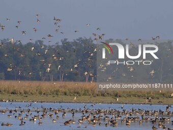 Migratory ducks fly over a wetland at the Pobitora Wildlife Sanctuary in Morigaon district, Assam, India, on December 15, 2024. (