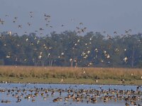 Migratory ducks fly over a wetland at the Pobitora Wildlife Sanctuary in Morigaon district, Assam, India, on December 15, 2024. (