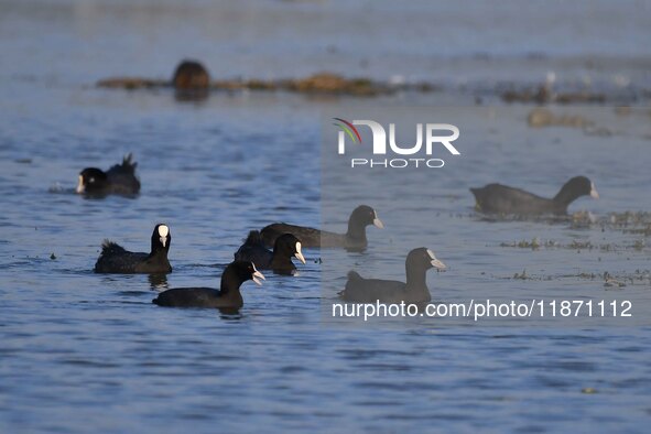 Migratory birds are seen at the Pobitora Wildlife Sanctuary in Morigaon District, Assam, India, on December 15, 2024. 