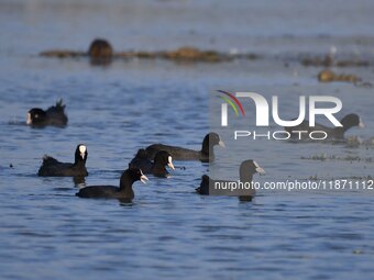 Migratory birds are seen at the Pobitora Wildlife Sanctuary in Morigaon District, Assam, India, on December 15, 2024. (