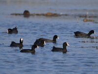 Migratory birds are seen at the Pobitora Wildlife Sanctuary in Morigaon District, Assam, India, on December 15, 2024. (