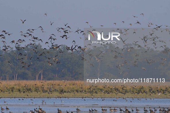 Migratory ducks fly over a wetland at the Pobitora Wildlife Sanctuary in Morigaon district, Assam, India, on December 15, 2024. 