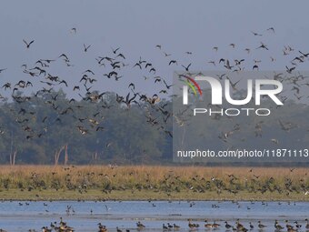 Migratory ducks fly over a wetland at the Pobitora Wildlife Sanctuary in Morigaon district, Assam, India, on December 15, 2024. (