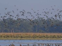 Migratory ducks fly over a wetland at the Pobitora Wildlife Sanctuary in Morigaon district, Assam, India, on December 15, 2024. (