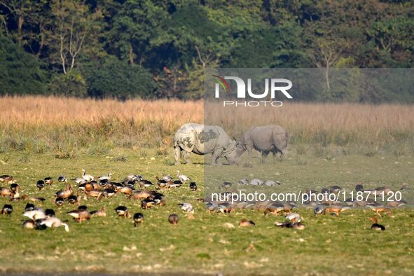 A pair of one-horned rhinoceroses graze at the Pobitora Wildlife Sanctuary in Morigaon district, Assam, India, on December 15, 2024. 