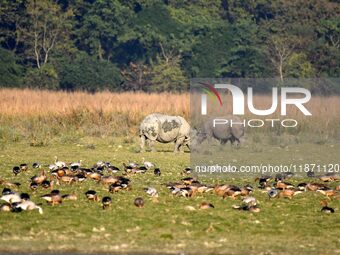 A pair of one-horned rhinoceroses graze at the Pobitora Wildlife Sanctuary in Morigaon district, Assam, India, on December 15, 2024. (