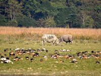 A pair of one-horned rhinoceroses graze at the Pobitora Wildlife Sanctuary in Morigaon district, Assam, India, on December 15, 2024. (