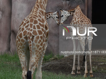 Three giraffes are imported from Tama Zoological Garden and Toyohashi Zoo in Japan as part of an international breeding program between PT B...