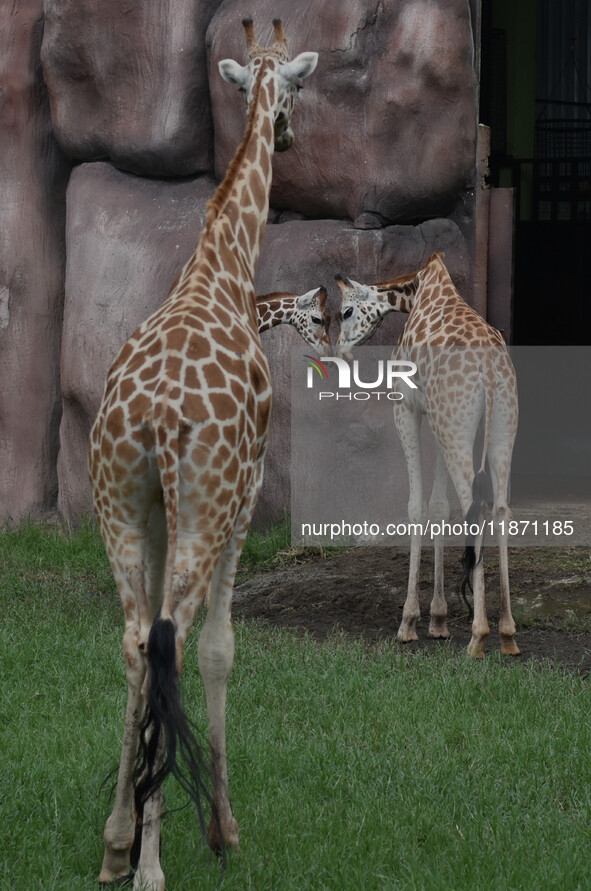 Three giraffes are imported from Tama Zoological Garden and Toyohashi Zoo in Japan as part of an international breeding program between PT B...