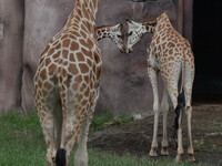 Three giraffes are imported from Tama Zoological Garden and Toyohashi Zoo in Japan as part of an international breeding program between PT B...