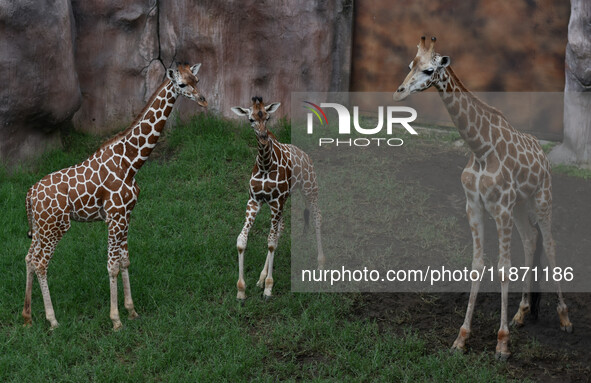 Three giraffes are imported from Tama Zoological Garden and Toyohashi Zoo in Japan as part of an international breeding program between PT B...