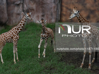 Three giraffes are imported from Tama Zoological Garden and Toyohashi Zoo in Japan as part of an international breeding program between PT B...