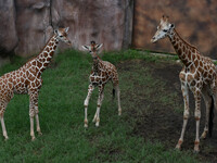 Three giraffes are imported from Tama Zoological Garden and Toyohashi Zoo in Japan as part of an international breeding program between PT B...