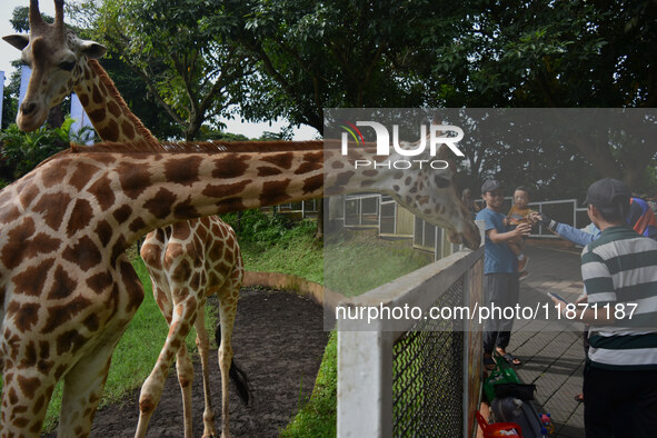 Visitors look at two giraffes imported from Tama Zoological Garden and Toyohashi Zoo, Japan, as part of the International Breeding Program b...