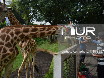 Visitors look at two giraffes imported from Tama Zoological Garden and Toyohashi Zoo, Japan, as part of the International Breeding Program b...