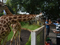 Visitors look at two giraffes imported from Tama Zoological Garden and Toyohashi Zoo, Japan, as part of the International Breeding Program b...