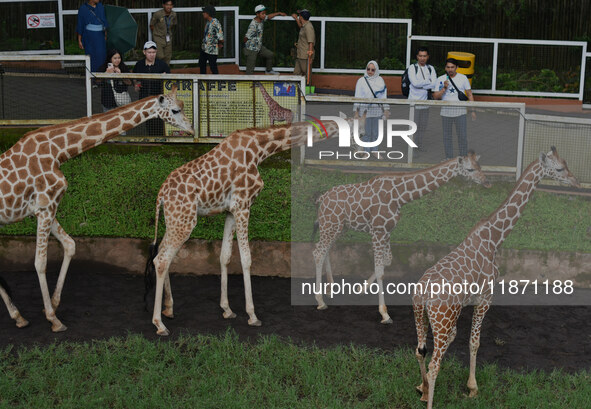 Three giraffes are imported from Tama Zoological Garden and Toyohashi Zoo in Japan as part of an international breeding program between PT B...