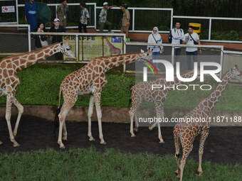 Three giraffes are imported from Tama Zoological Garden and Toyohashi Zoo in Japan as part of an international breeding program between PT B...