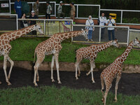 Three giraffes are imported from Tama Zoological Garden and Toyohashi Zoo in Japan as part of an international breeding program between PT B...