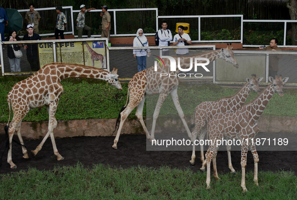 Three giraffes are imported from Tama Zoological Garden and Toyohashi Zoo in Japan as part of an international breeding program between PT B...