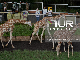 Three giraffes are imported from Tama Zoological Garden and Toyohashi Zoo in Japan as part of an international breeding program between PT B...