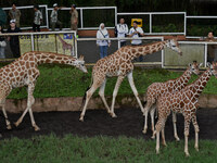 Three giraffes are imported from Tama Zoological Garden and Toyohashi Zoo in Japan as part of an international breeding program between PT B...