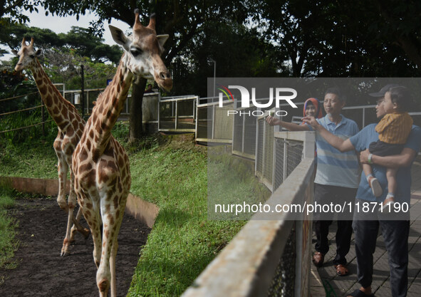 Visitors look at two giraffes imported from Tama Zoological Garden and Toyohashi Zoo, Japan, as part of the International Breeding Program b...