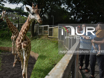 Visitors look at two giraffes imported from Tama Zoological Garden and Toyohashi Zoo, Japan, as part of the International Breeding Program b...