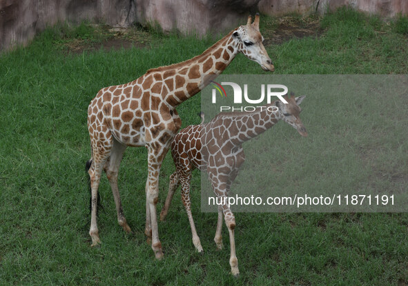 Three giraffes are imported from Tama Zoological Garden and Toyohashi Zoo in Japan as part of an international breeding program between PT B...