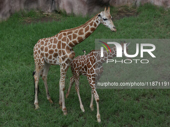 Three giraffes are imported from Tama Zoological Garden and Toyohashi Zoo in Japan as part of an international breeding program between PT B...