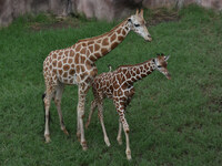 Three giraffes are imported from Tama Zoological Garden and Toyohashi Zoo in Japan as part of an international breeding program between PT B...