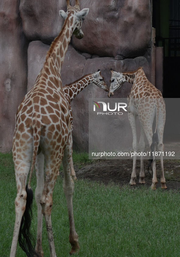 Three giraffes are imported from Tama Zoological Garden and Toyohashi Zoo in Japan as part of an international breeding program between PT B...