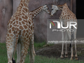 Three giraffes are imported from Tama Zoological Garden and Toyohashi Zoo in Japan as part of an international breeding program between PT B...