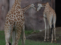 Three giraffes are imported from Tama Zoological Garden and Toyohashi Zoo in Japan as part of an international breeding program between PT B...