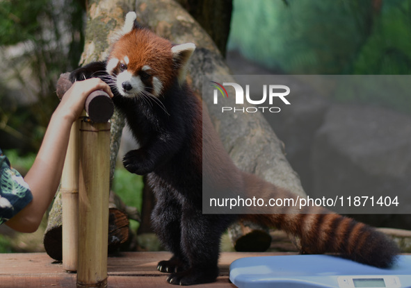 A Red Panda (Fujimaru, 2 years old) is imported from Tama Zoological Garden, Japan, as part of the International Breeding program between PT...