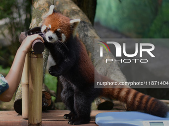 A Red Panda (Fujimaru, 2 years old) is imported from Tama Zoological Garden, Japan, as part of the International Breeding program between PT...